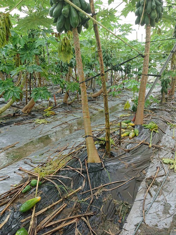 30 millions de dollars taiwanais de pertes agricoles suite aux fortes pluies dans le sud de Taiwan