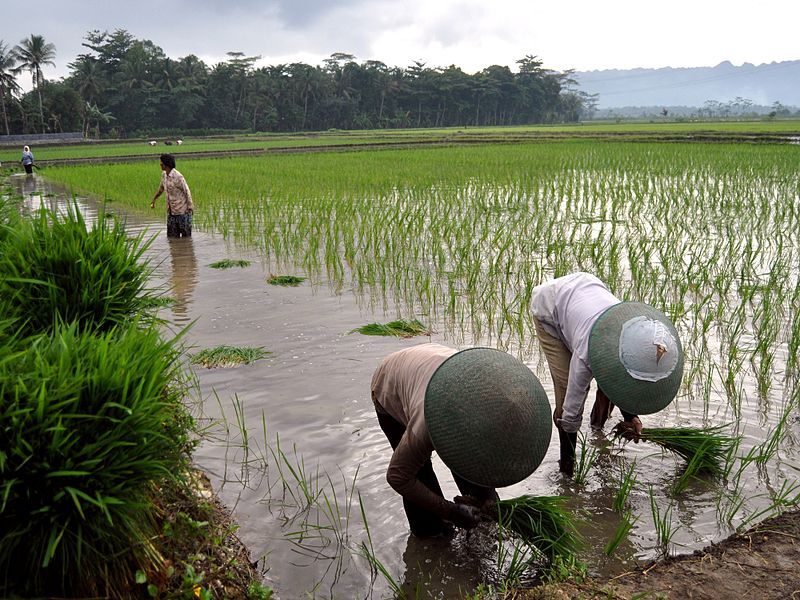 Taiwan et l’Indonésie signent un accord proposant des stages aux jeunes agriculteurs