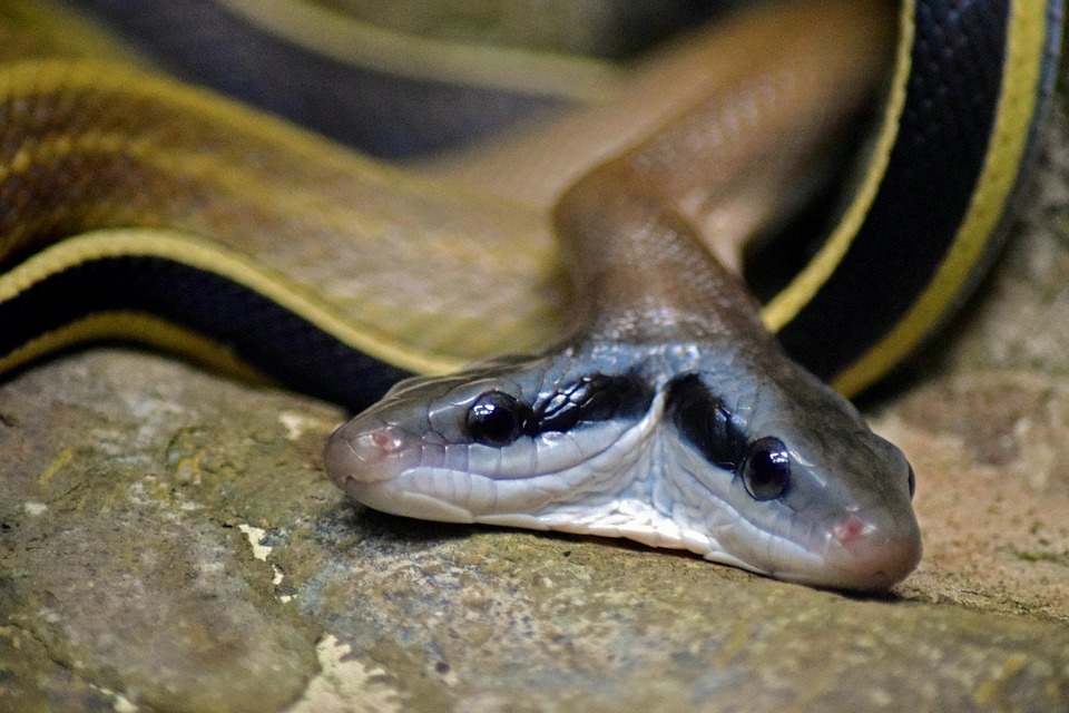 Légende du serpent à deux têtes