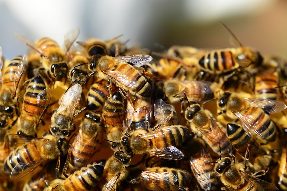 Mort massive d’abeilles à Puli provoquée par le fipronil