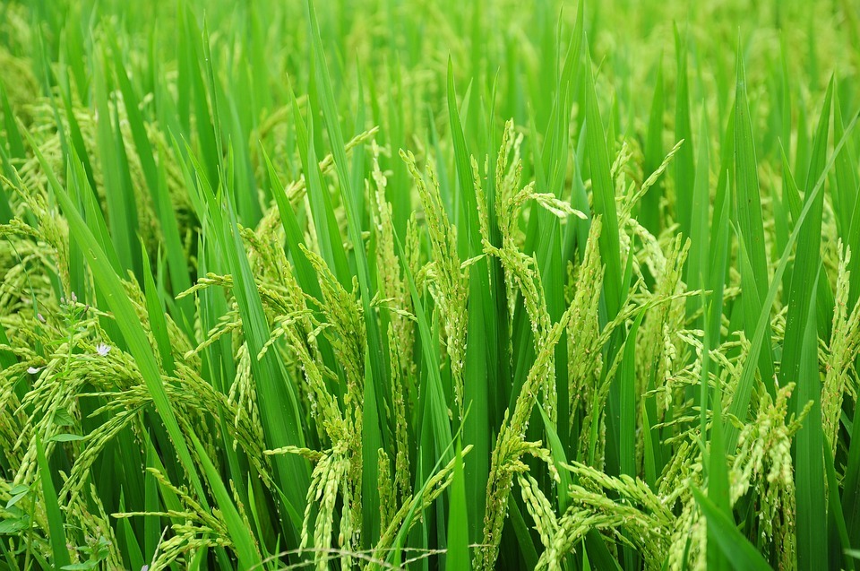 Objectif de 180 000 tonnes de riz à destination d’Asie du Sud-Est