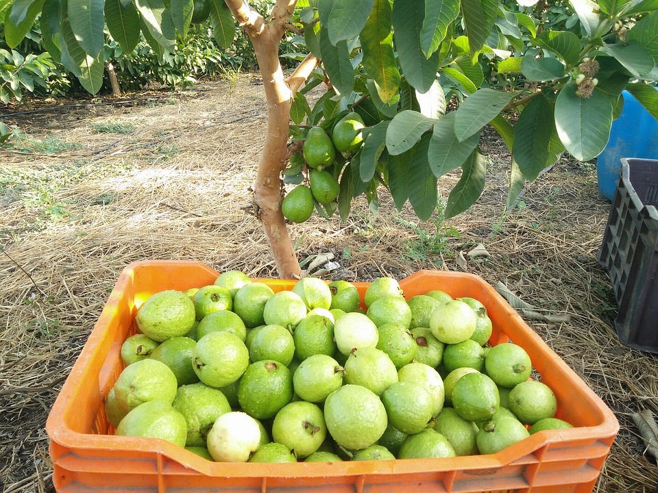 Les goyaves taiwanaises bientôt sur le marché américain