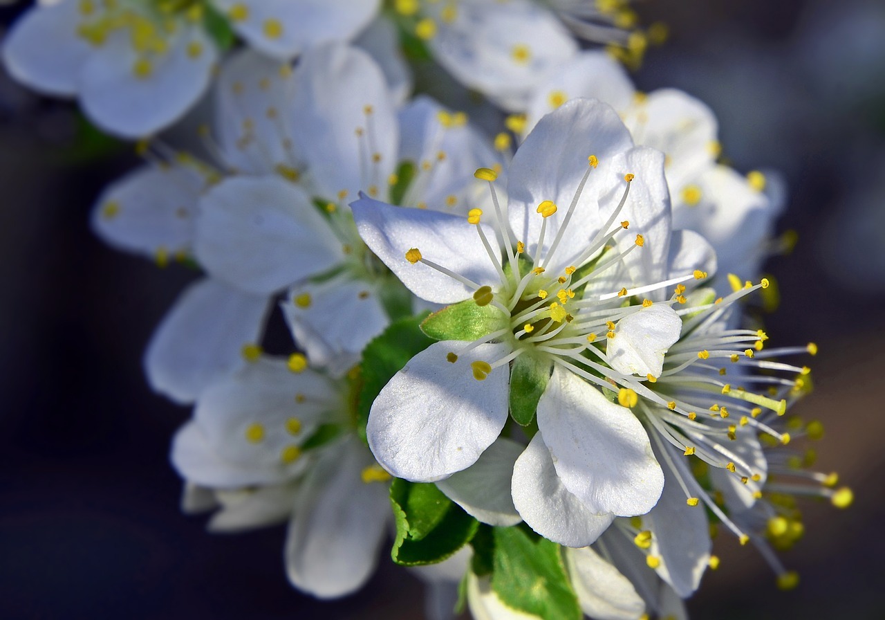 Courrier du dimanche : fleurs de prunier et pause musique