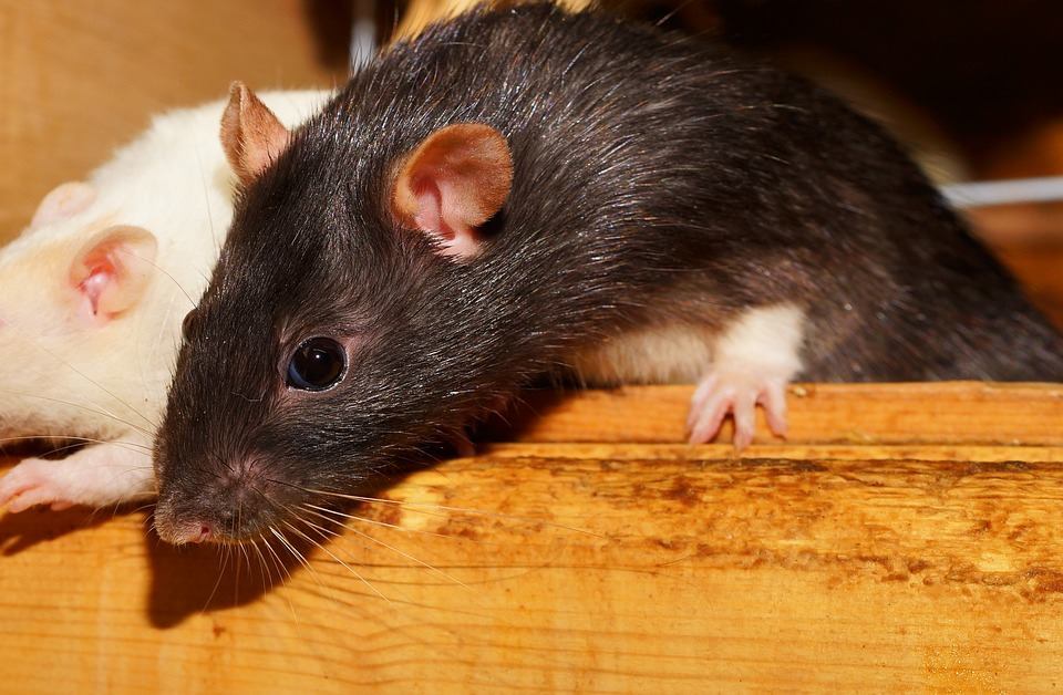 Un nouveau cas de peste confirmé en Chine