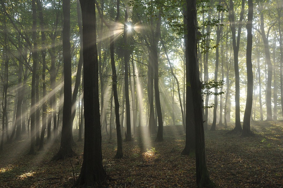 Un cadavre dans les bois