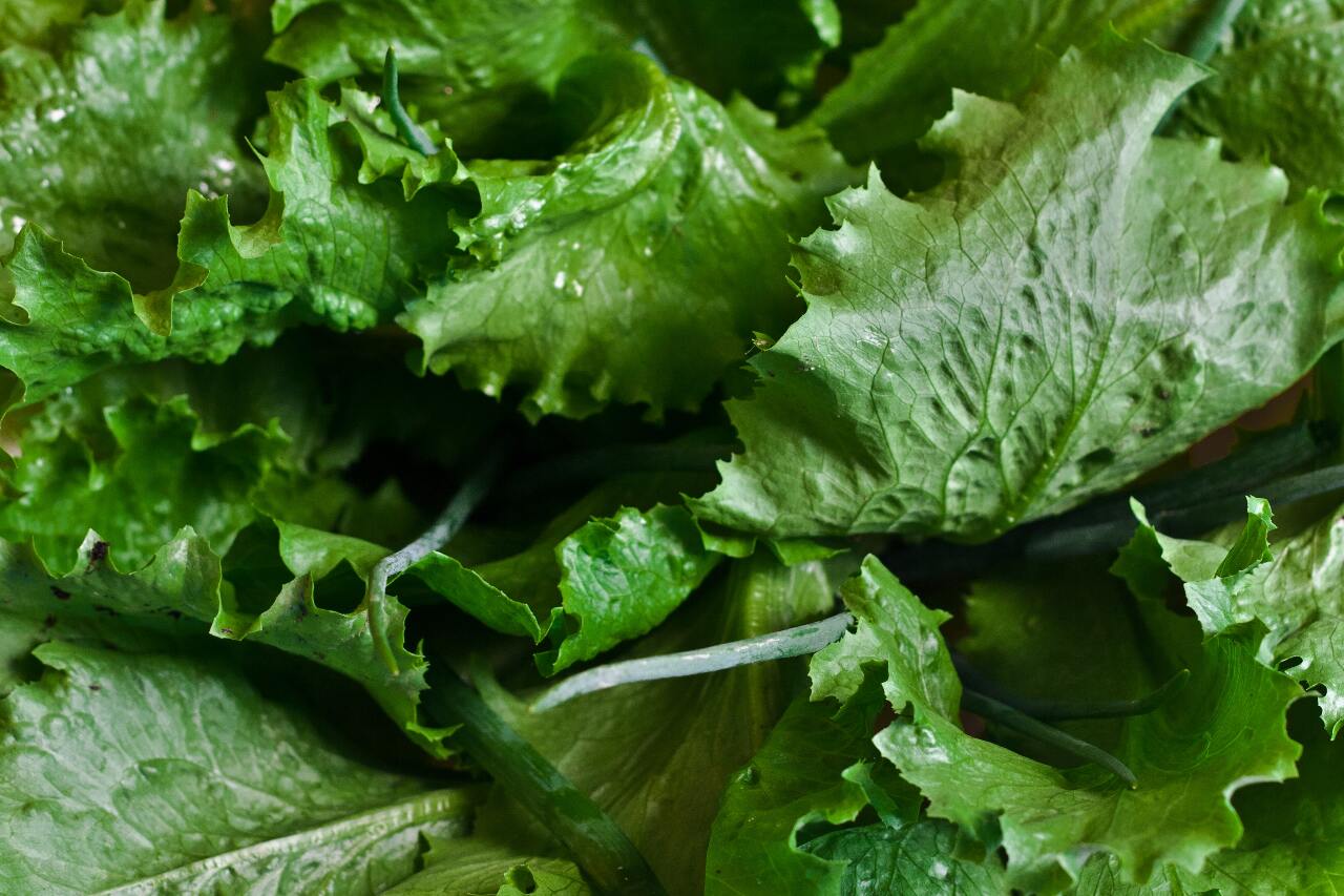 Taiwan impose une nouvelle restriction sanitaire à l’importation des salades romaines américaines