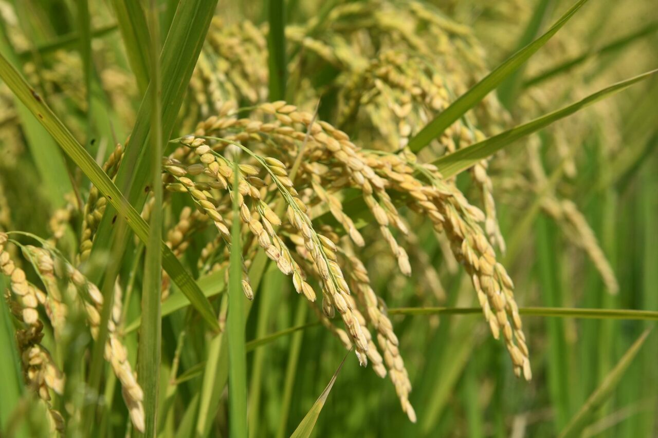 La paille de riz perd de sa superbe...