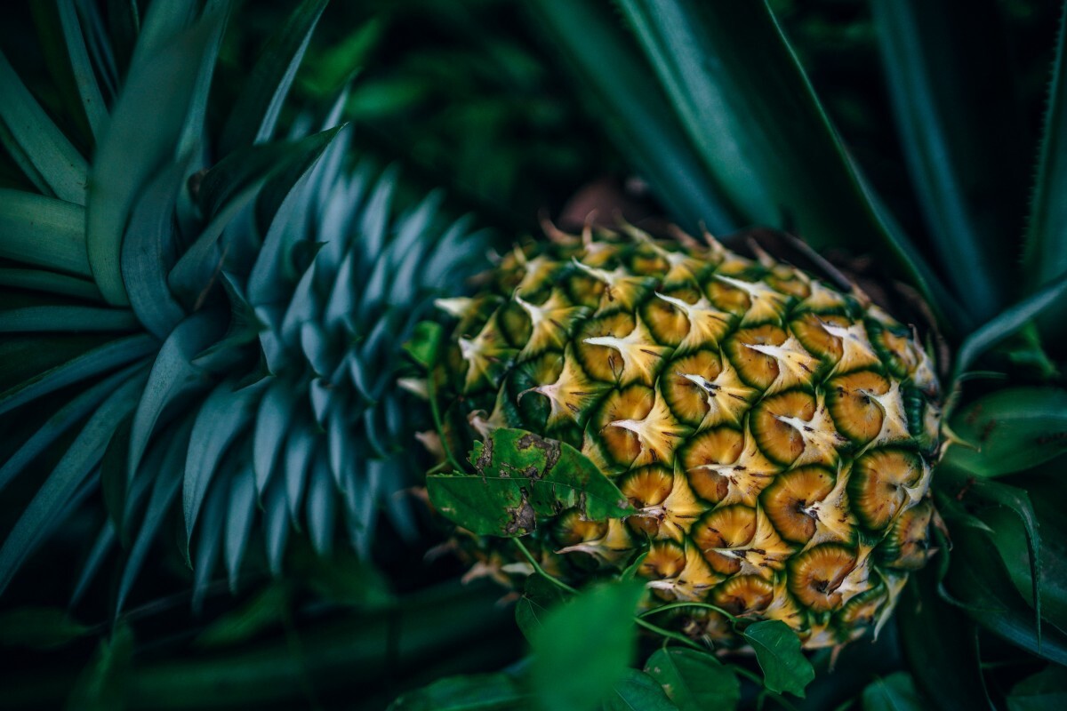 Ananas (Photo: pxhere)