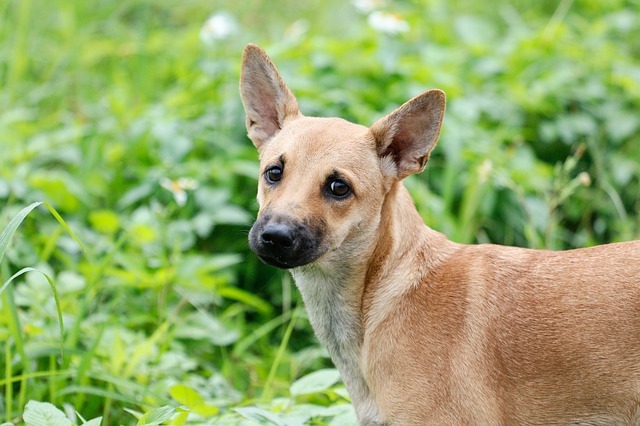Nouveaux concours, protection des animaux et Nouvel An à Taiwan