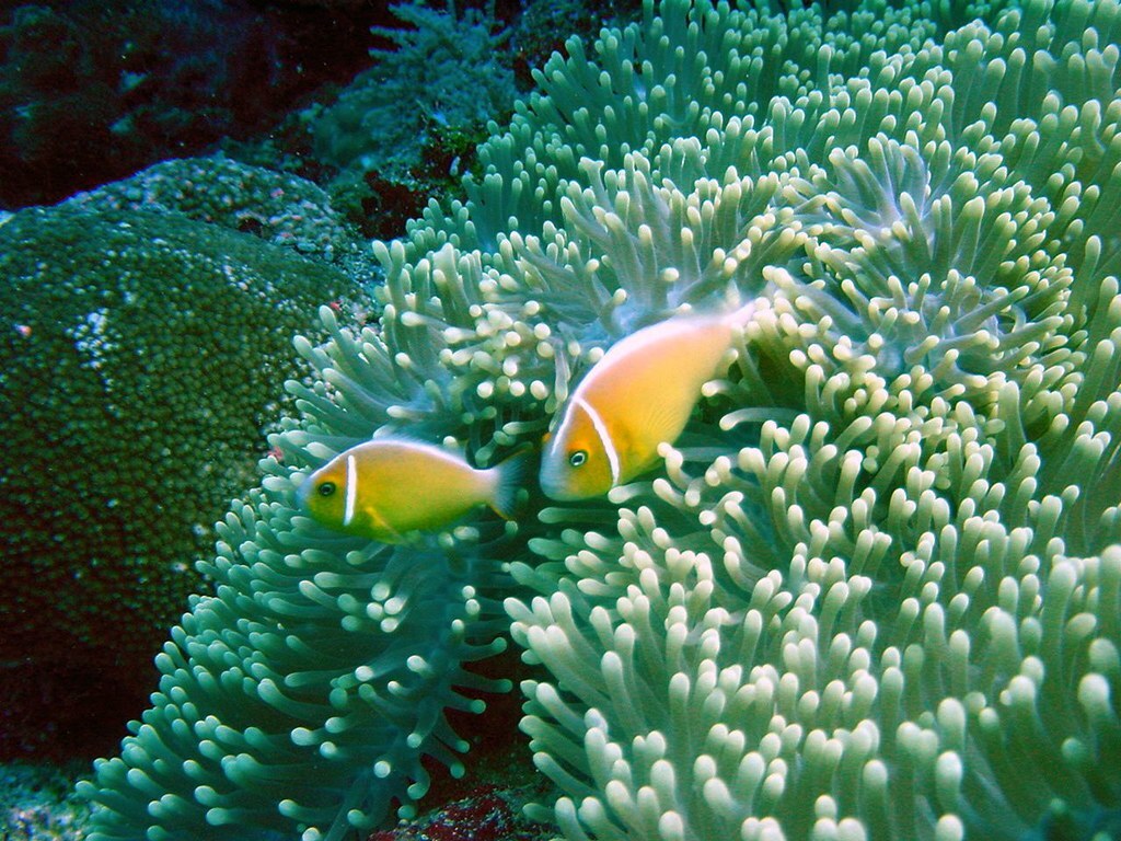 Vie marine aux Palaos (Image : Flickr - cuio)