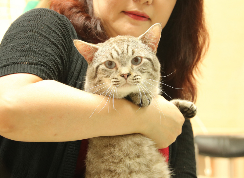 Taiwan développe une méthode pour déceler les maladies rénales des chats domestiques