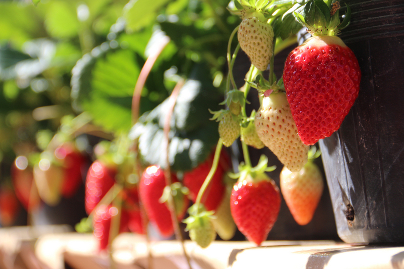 La culture des fraises à Taïwan