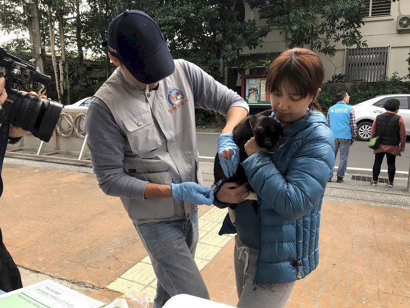 Une civette palmiste à masque infectée par la rage à Hualien