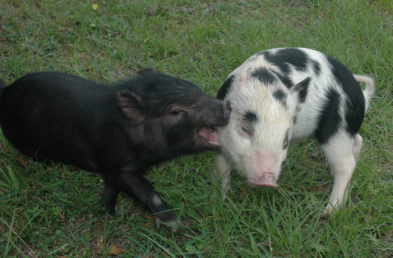Promouvoir les cochons