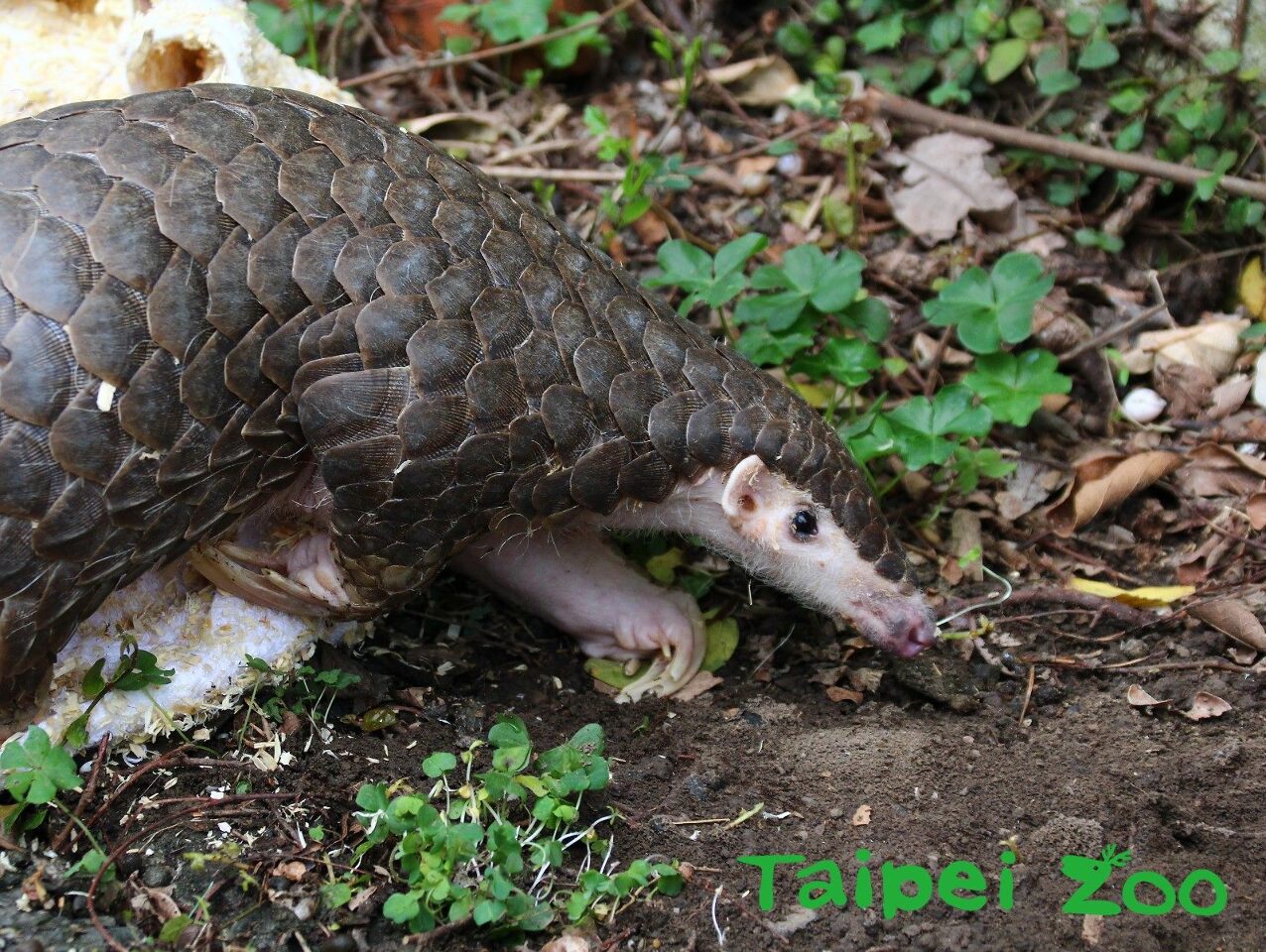Le Zoo de Prague attend avec impatience l’arrivée du pangolin taiwanais