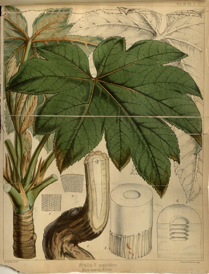 Des illustrations de l’histoire naturelle exposée à Taiwan