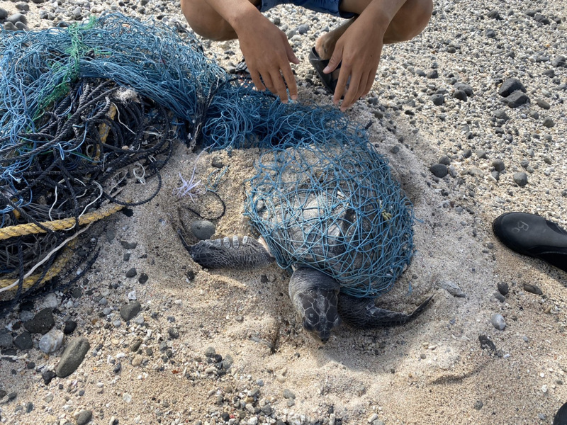 Une tortue olivâtre retrouvée sur la plage de l'île verte (Photo des garde-côtes)