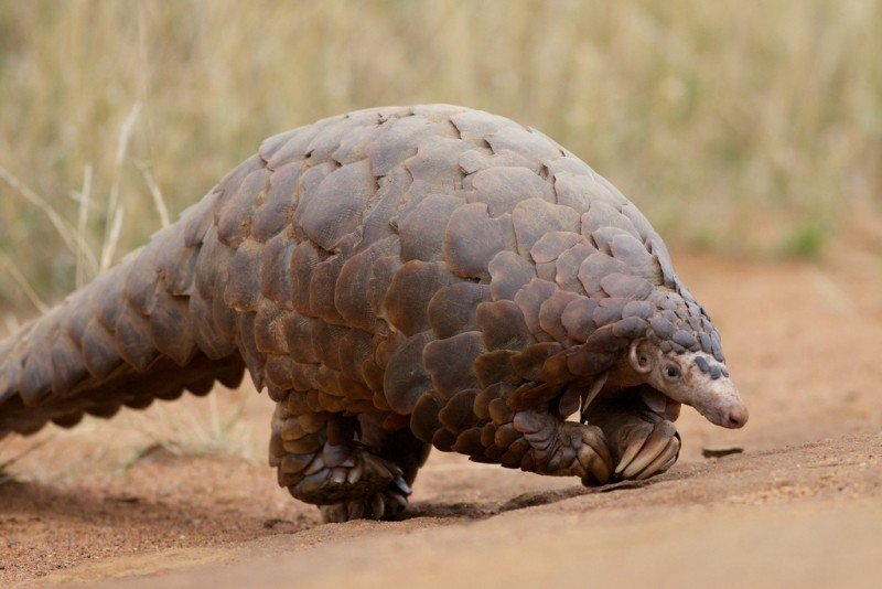 Pangolin (foter)