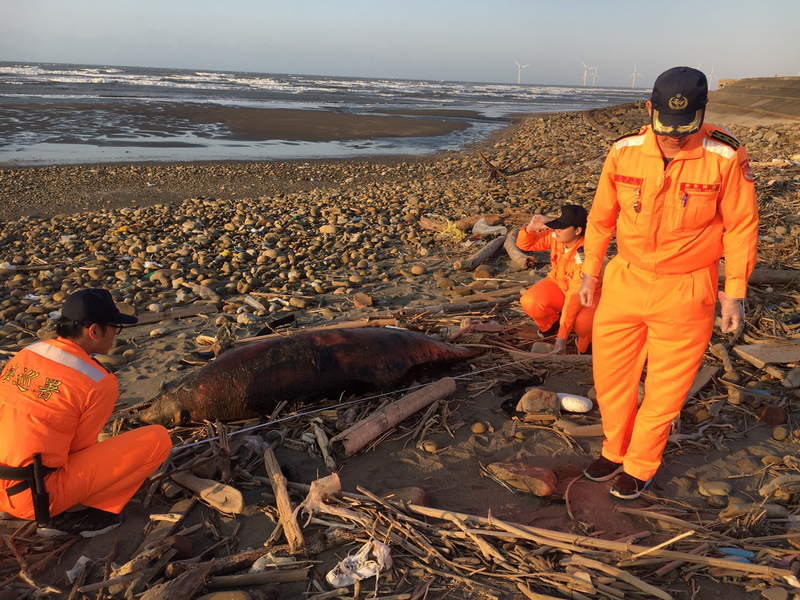 Deux dauphins échoués sur la plage des Pescadores