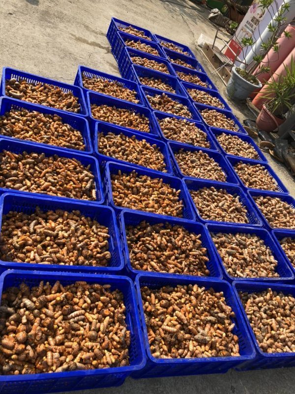 Le curcuma rouge pour renforcer le système immunitaire
