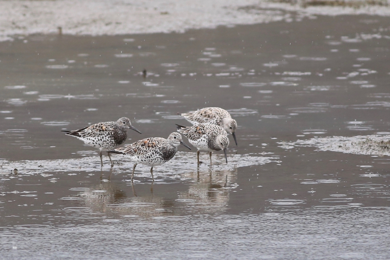 Des viviers aquacoles se transforment en restaurants pour les oiseaux migrateurs