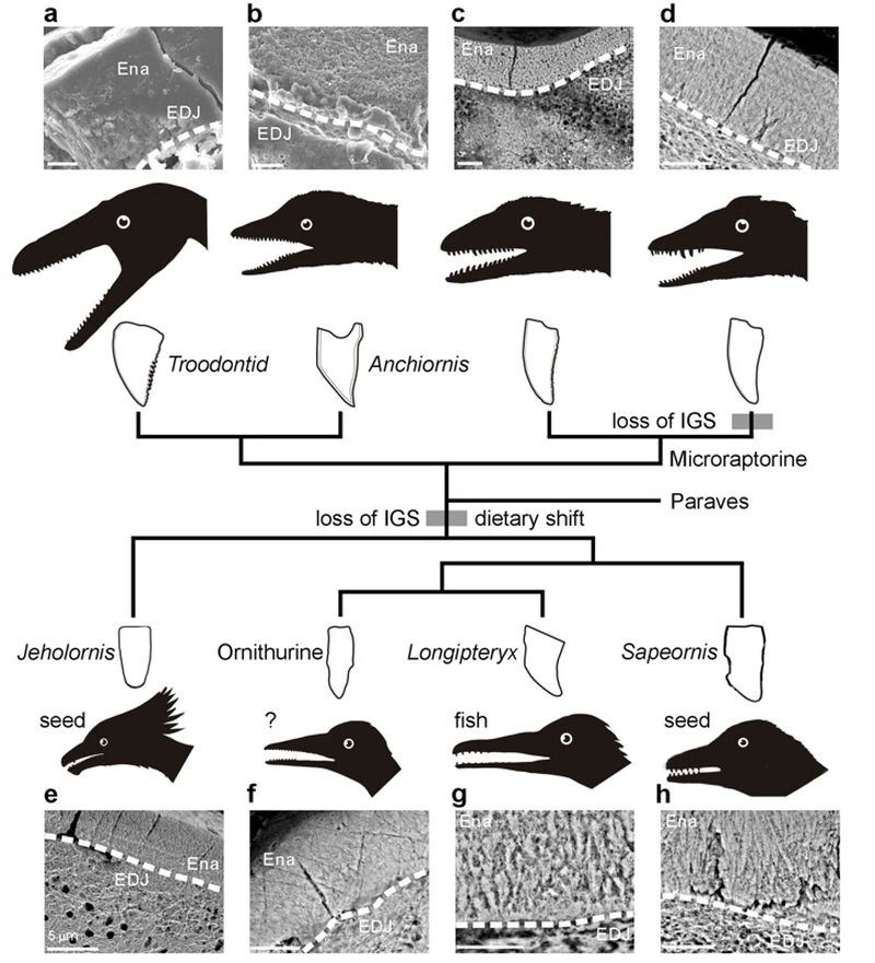 Les scientifiques taiwanais découvrent le secret de la survie des oiseaux préhistoriques à l'extinction massive