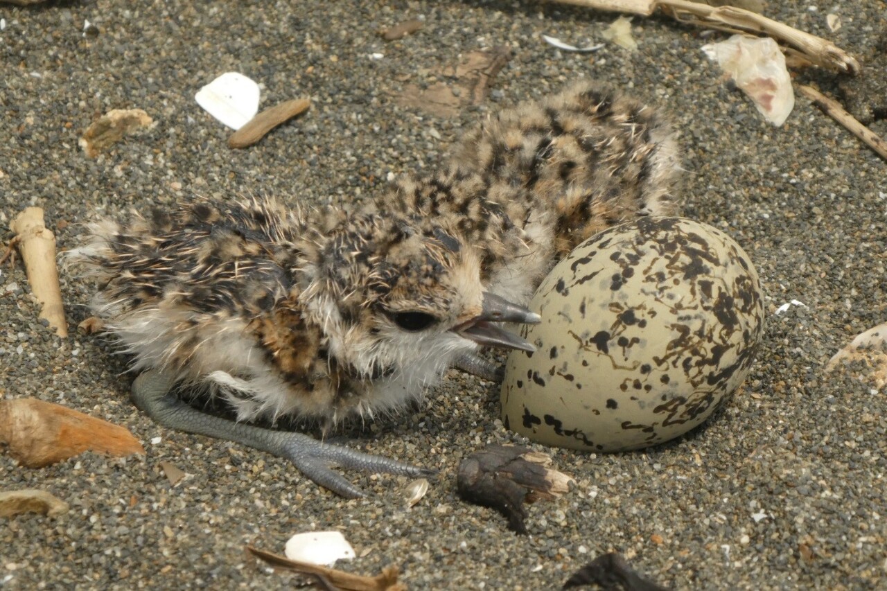 Un recoin tranquille pour les mamans oiseaux aquatiques