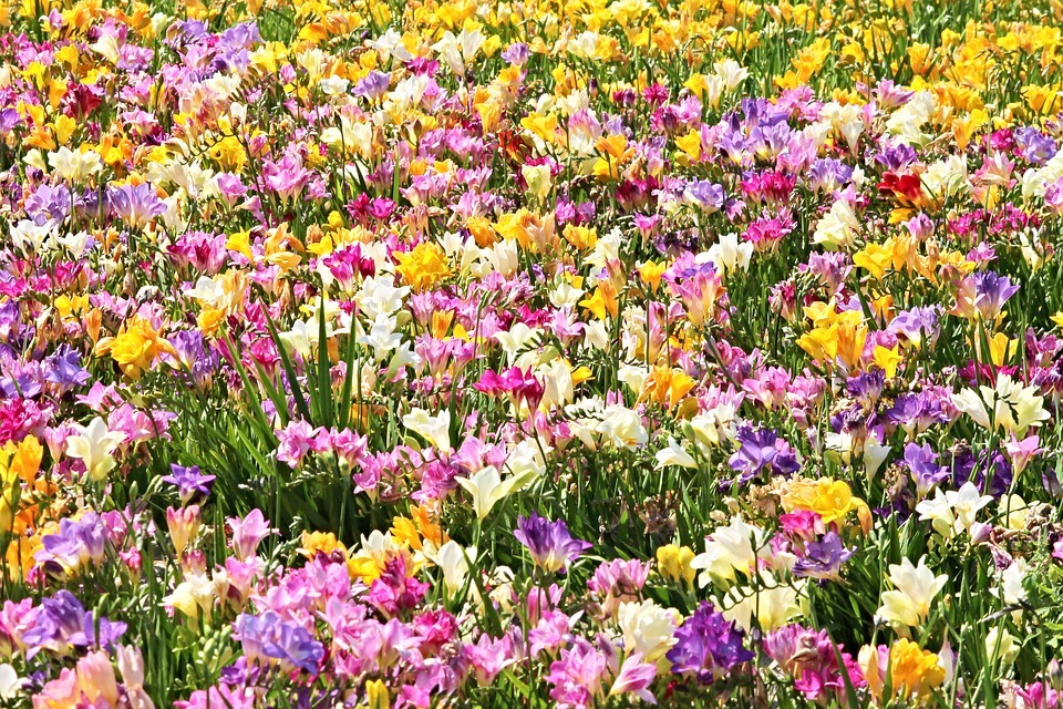 champ de fleurs (image Pixabay)