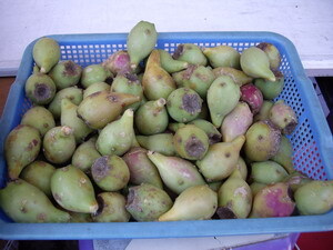 figues de barbaries (photo wikipedia)