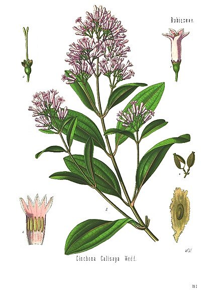 L'histoire de la plantation des arbres à quinine revisitée grâce à la pandémie de Covid-19