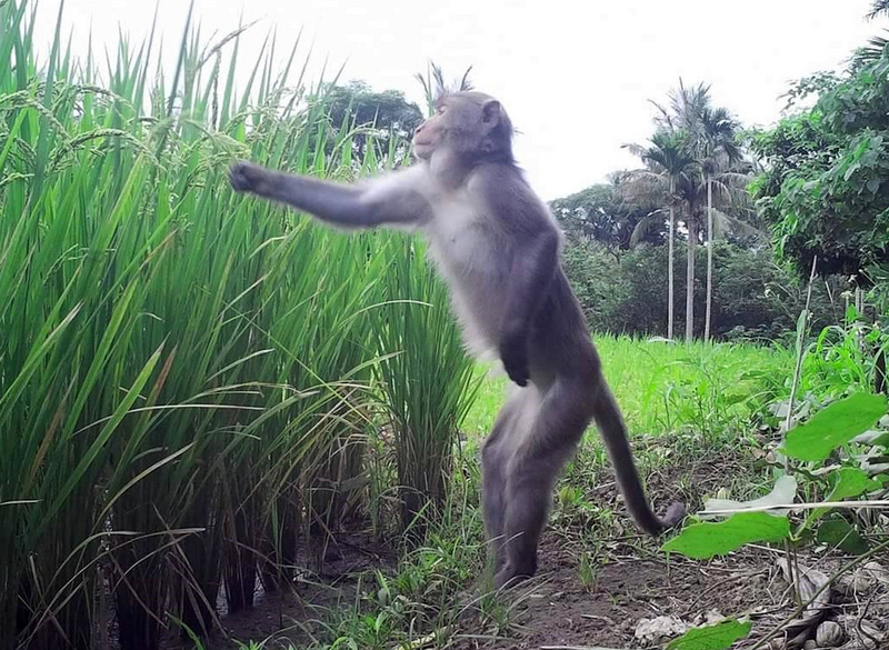 Un macaque à Taitung en train de s'amuser avec les épis du riz (Photo: Kao Mei-chu 高美珠)