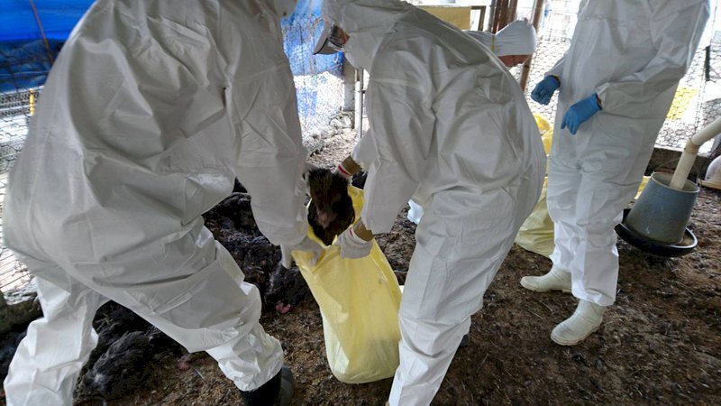 Une ferme à Yunlin touchée par la grippe aviaire
