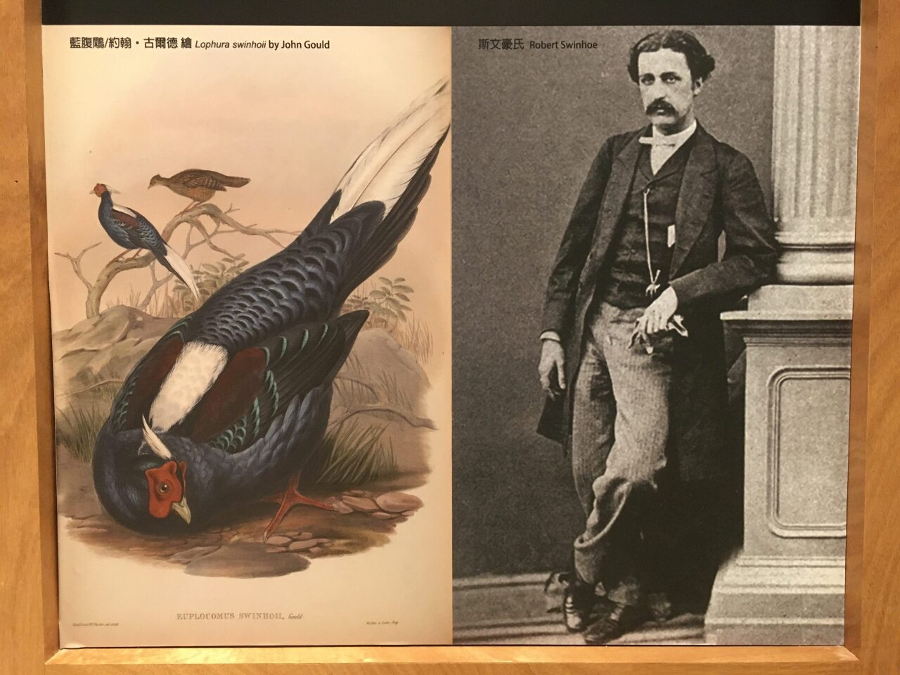 On en parle à Taiwan : Ting, un pont de Penghu, illustrations naturalistes (1/2), Mu'er ou oreilles de Juda