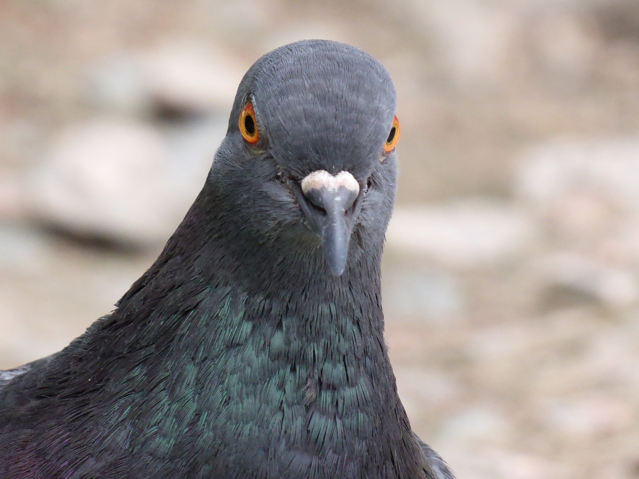 Le projet de contraception des pigeons de Taipei avorté