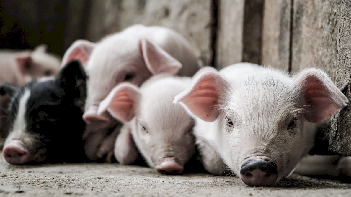 Le porc américain sera bientôt sur le marché taiwanais