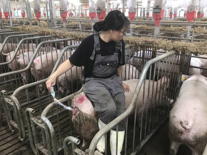 L'industrie du porc et le nouveau défi des exportations (archive CNA)