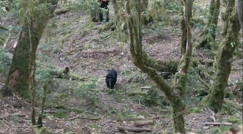 L'espace de vie de Mulas s'étend sur plus de 300 000 terrains de foot en forêt