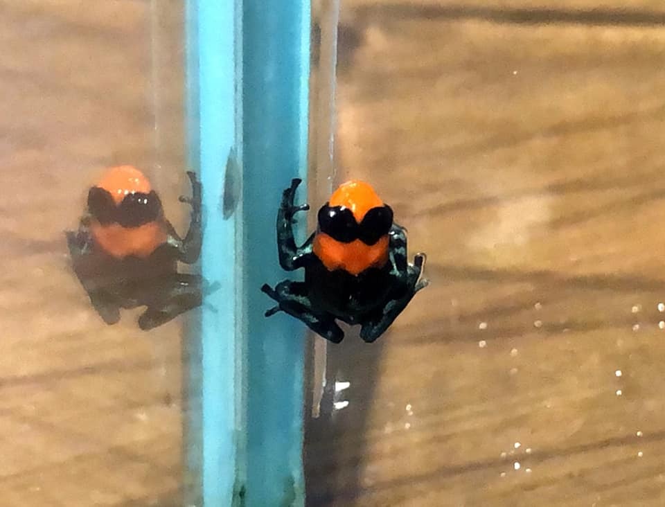Première reproduction réussie des « grenouilles à flèche empoisonnée »