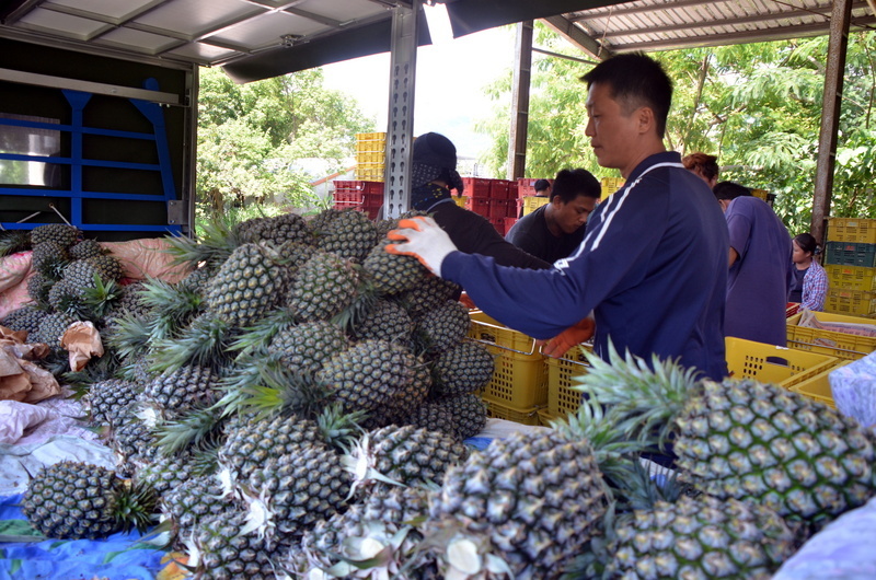 Les ananas Diamond doré (Photo CNA)