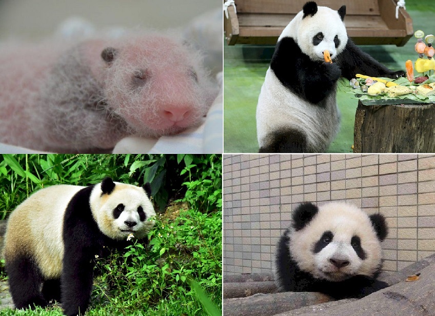 Un festin pour célébrer les 7 ans du panda Yuanzai