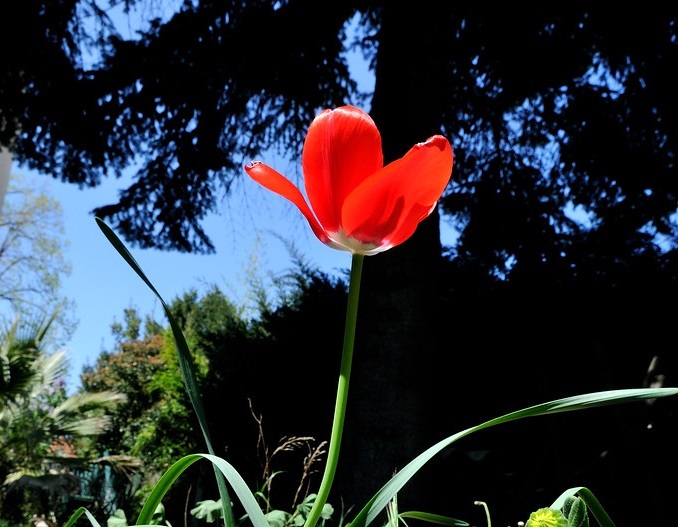 Une fleur rouge mystérieuse sauve un lettré