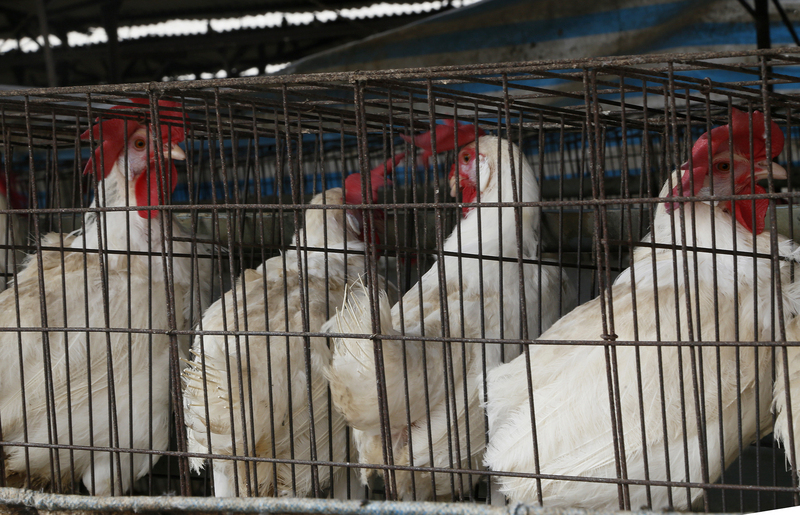 Les conditions d'élevage des poules pondeuses