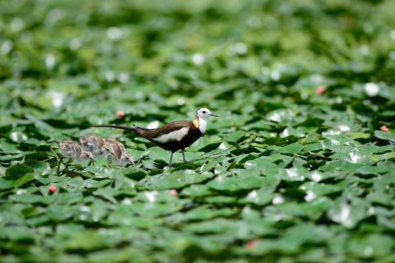 Les jacanas à longue queue retrouvent le bonheur dans le sud de Taiwan