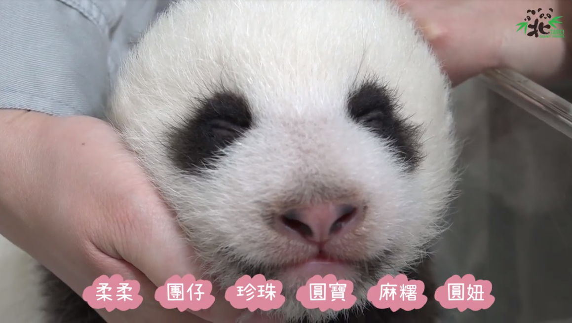 Six noms proposés pour le nouveau panda géant