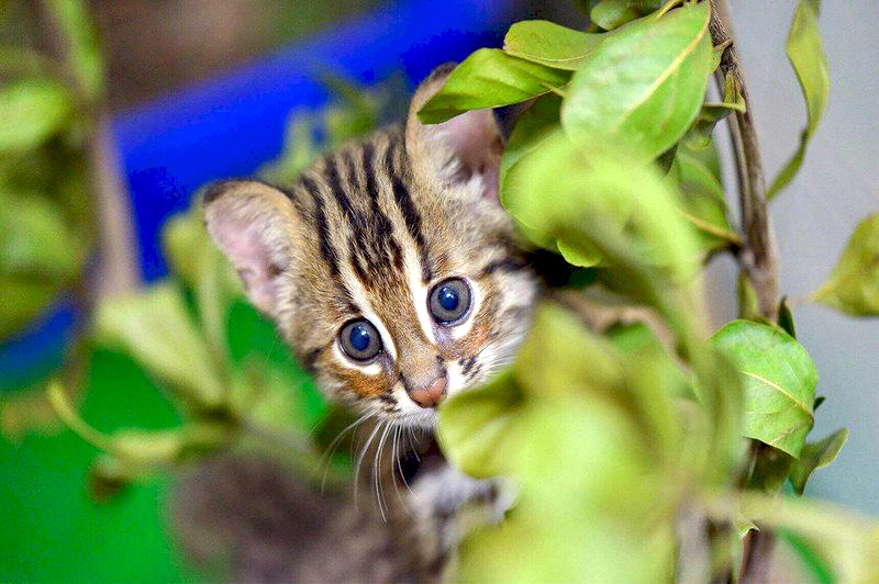 Tout le monde cotise pour recréer les habitats des animaux menacés