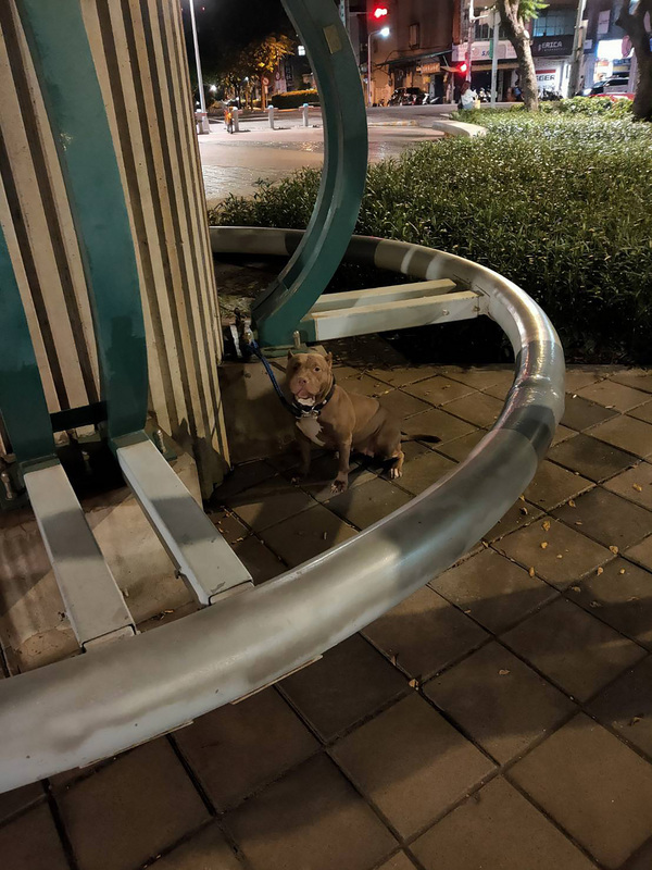 Les chiens d'attaque doivent porter une muselière et être tenus en laisse