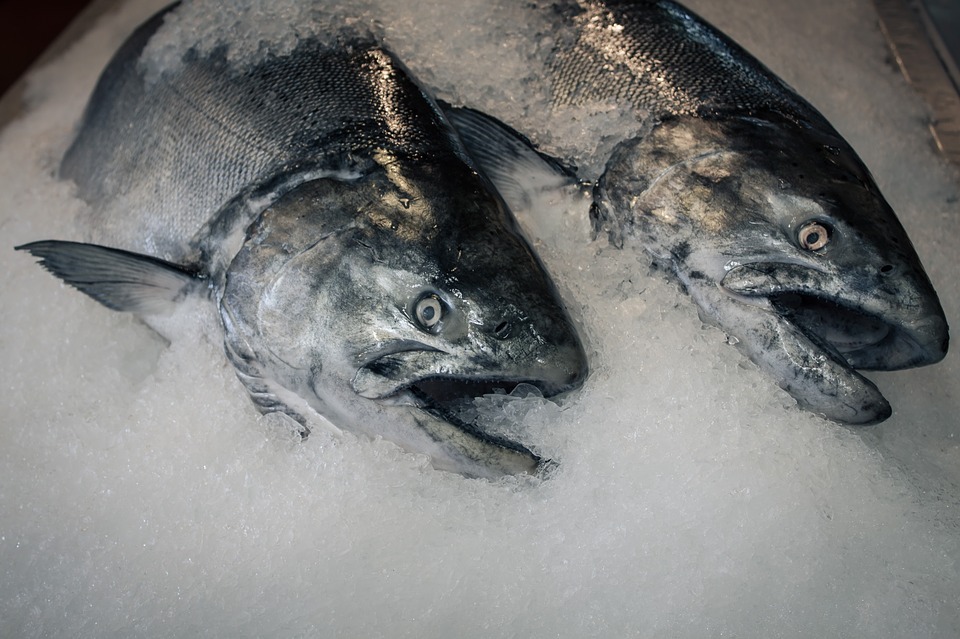 Eau contaminée de Fukushima : la commission de l'agriculture promet plus de contrôle de l'eau et de tests sur les poissons