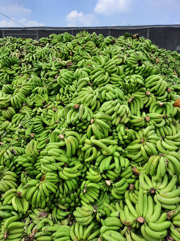 Les bananes en surproduction