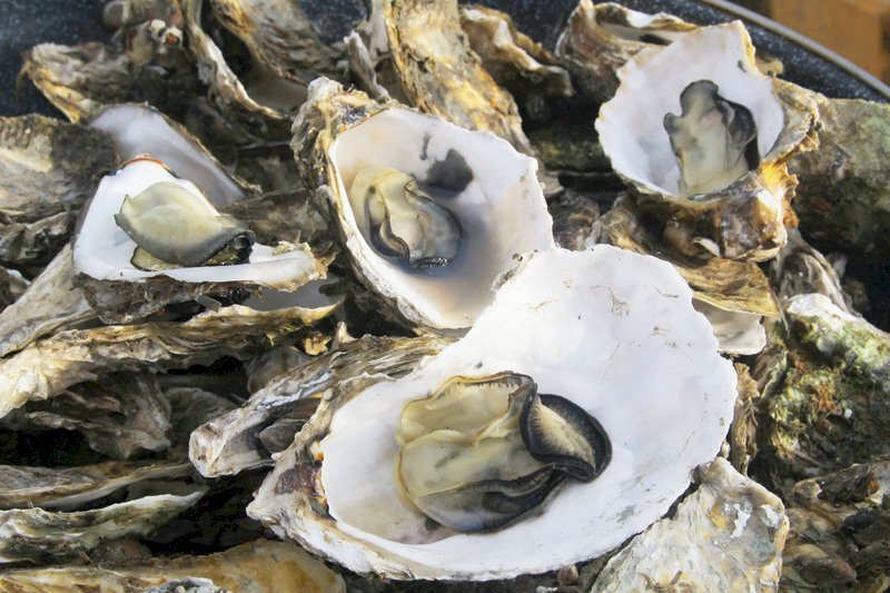Un nouveau moyen pour recycler les coquilles d’huîtres