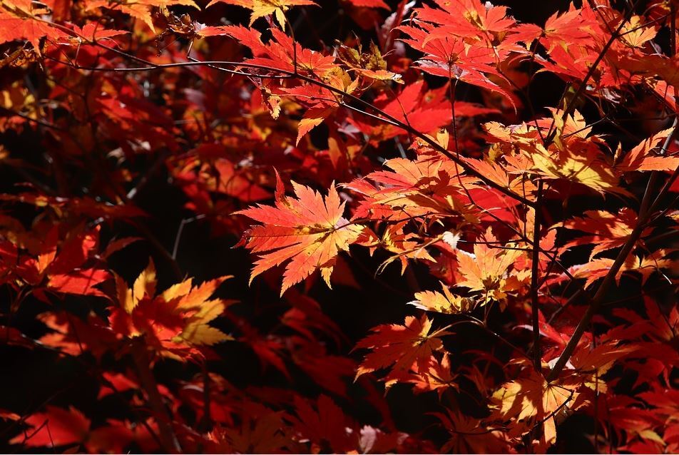 Le mystère de la forêt d'érable rouge